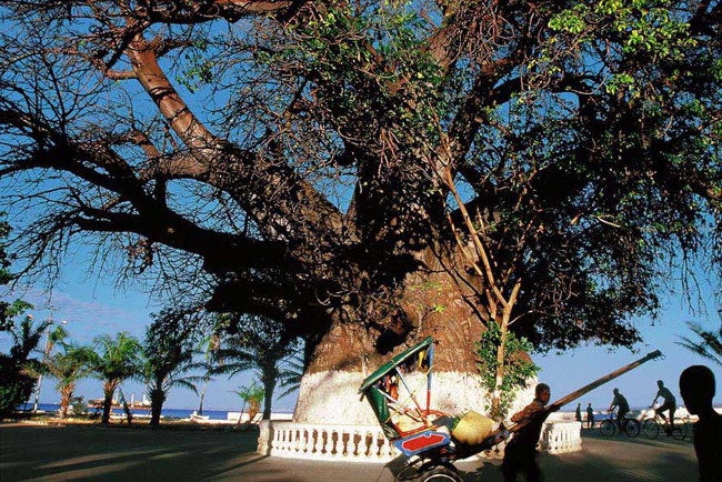 baobab Majunga